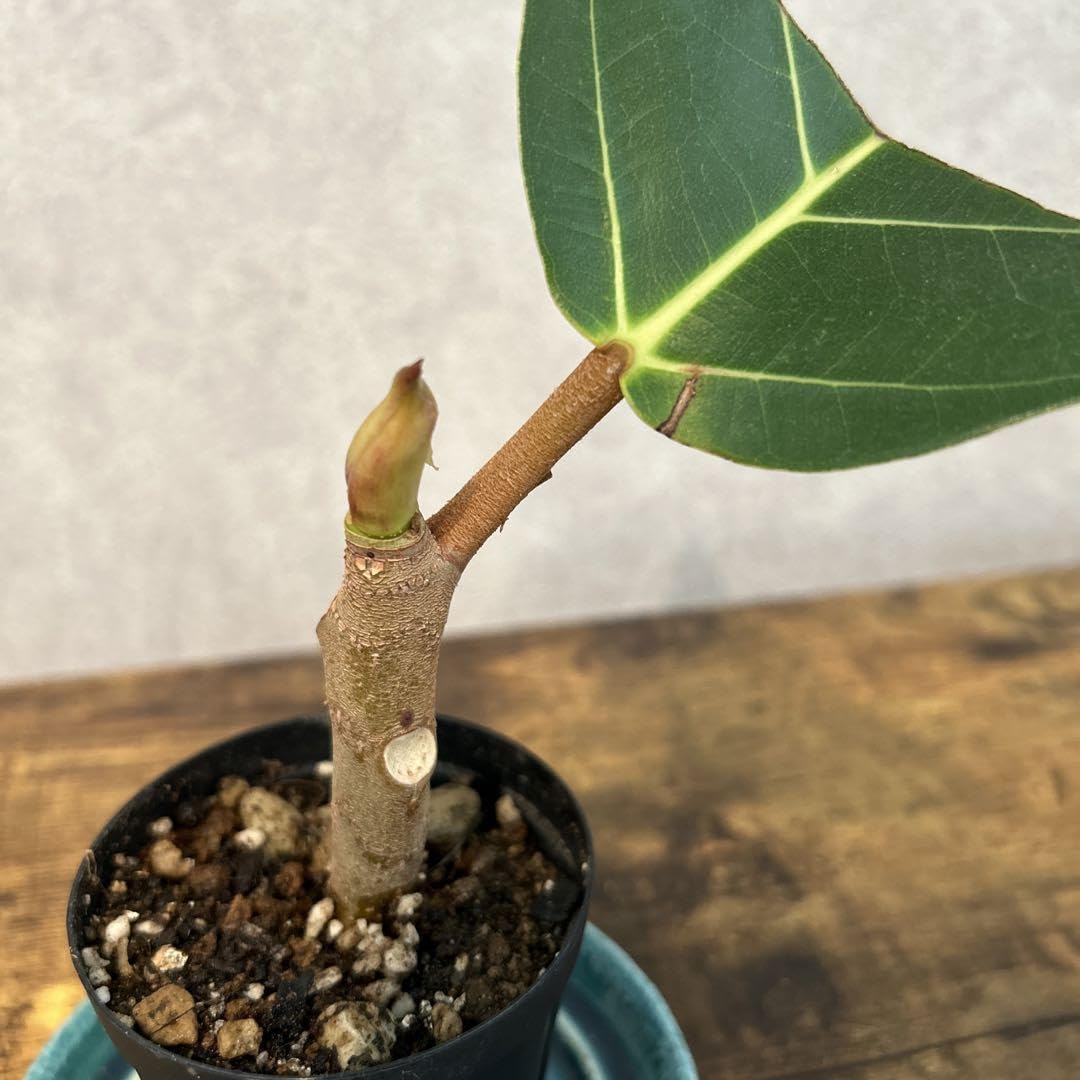 販売保留)陶器鉢 希少 フィカスアフリカンプリンス 太幹