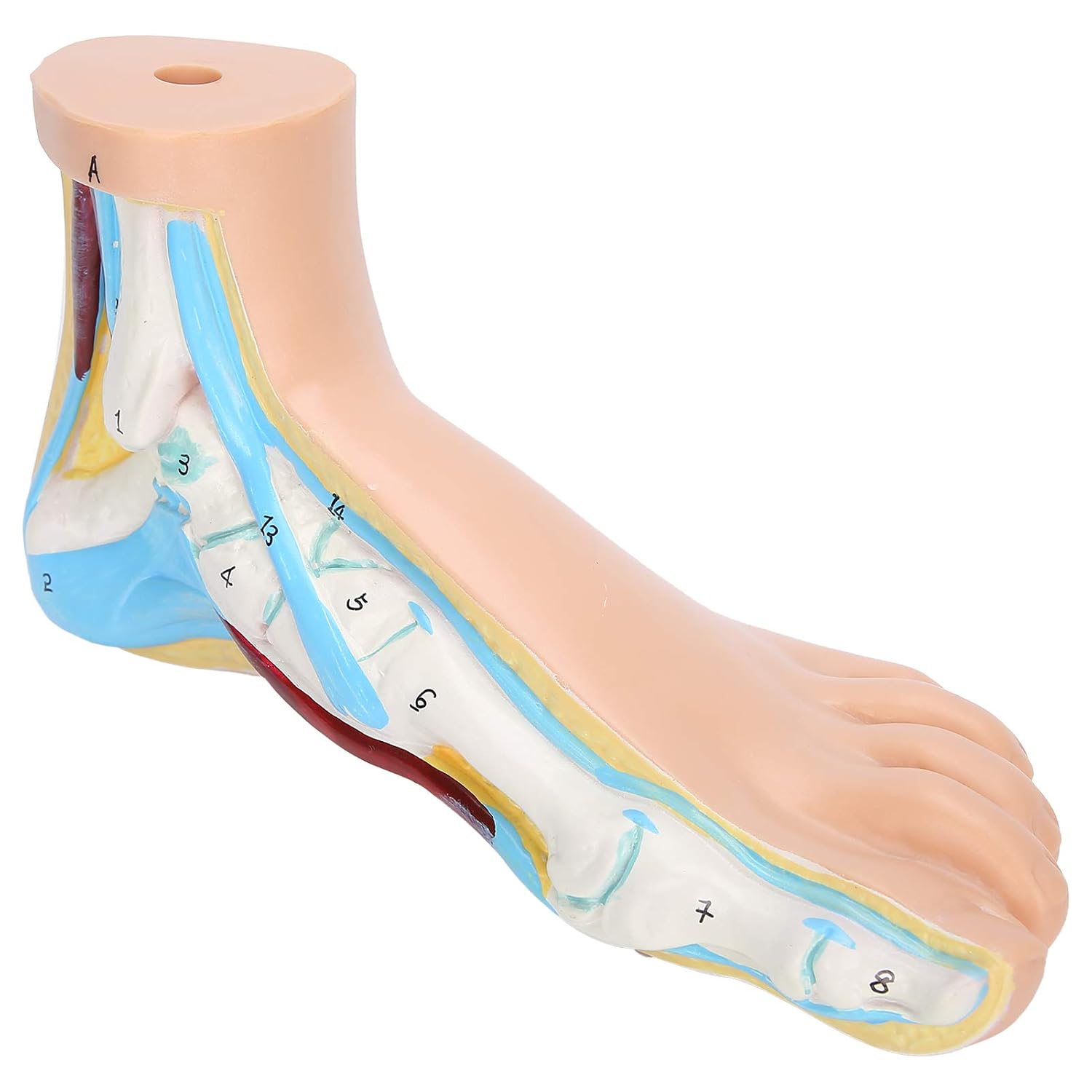 Human Foot Skeletal Anatomy Model, Lifesize Muscle Display Educational Tool for Teaching Research Adults