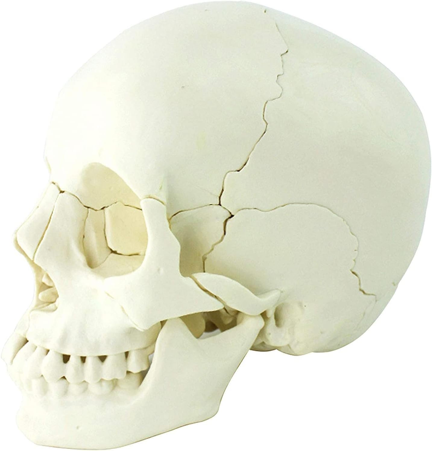 Amazon.com: BVVINCT Anatomical Model 22 Parts Complete