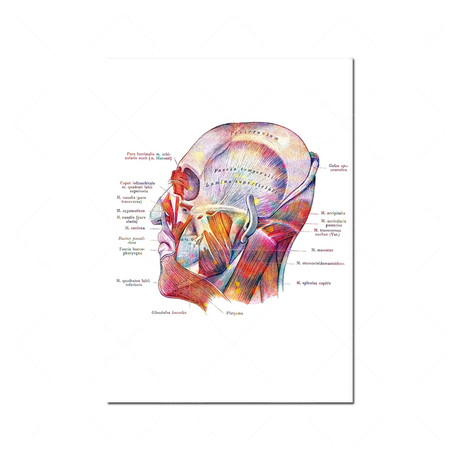 1 Szt. Plakat Anatomii Mięśni Twarzy, Botox Art Kosmetyczka Prezent Masażysta Druk Chirurgiczny Szkoła Medyczna Decora(4,30x40cm Canvas)