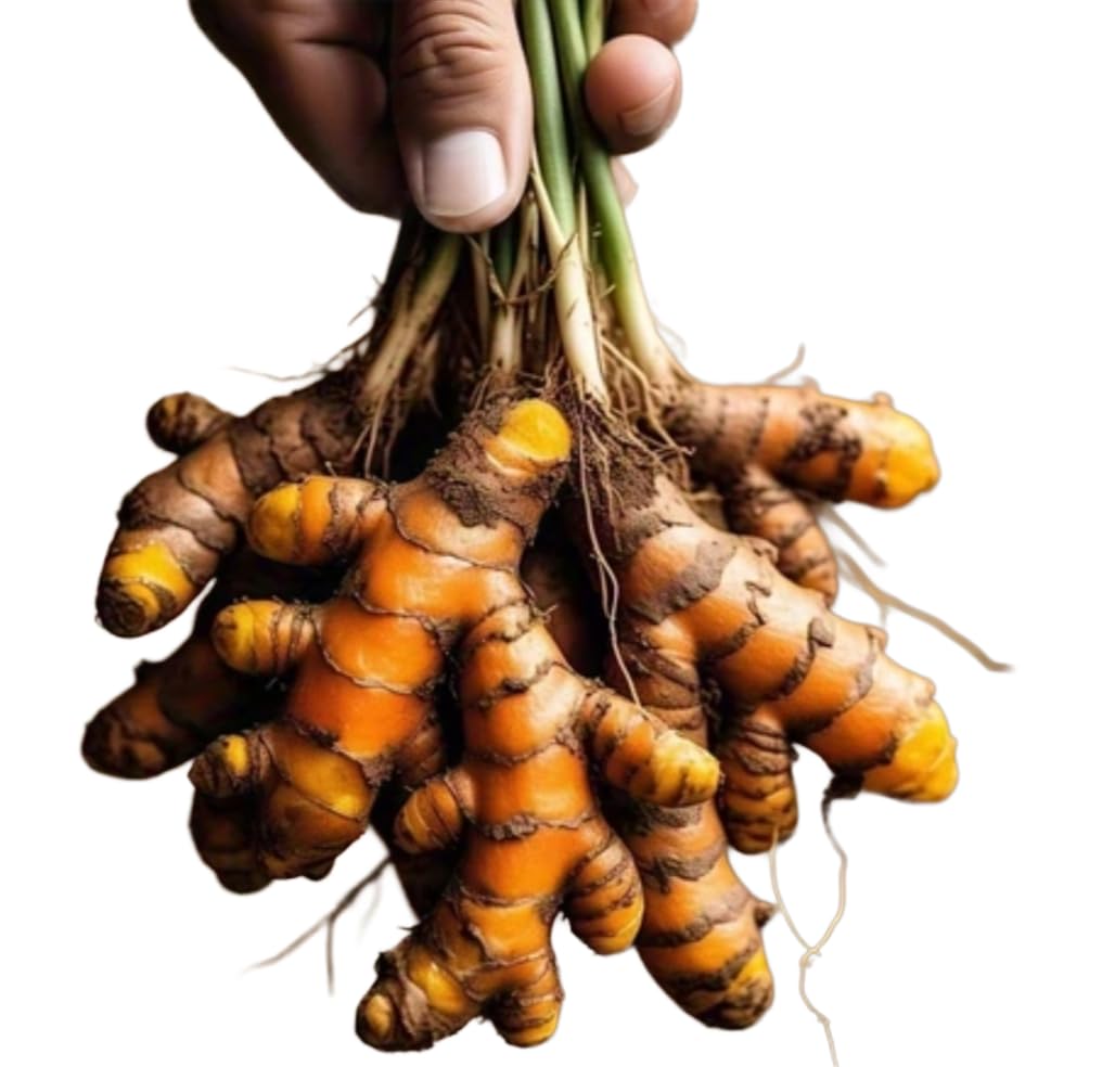 Raw Turmeric Roots (Kacchi Haldi) – 100% Chemical-Free, High Curcumin, Fresh & Handcrafted – Ideal for Cooking, Herbal Teas, Skincare & Traditional Ceremonies – Natural Immunity Booster,Kacha Haldi – Ayurvedic Herb (100 % Organic, Non - GMO, USDA Certified, Jaivik Bharat certified) 400 gram