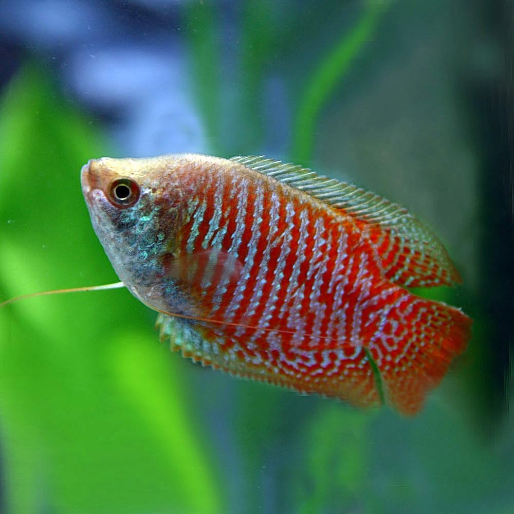 (熱帯魚)ドワーフグラミー （約5cm）＜1ペア＞[生体]
