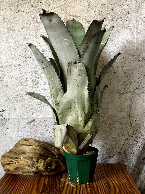 ホヘンメア Ae.chantinii×H.leopoldo-horstii 現品】エクメア ホヘンメア Ae.chantinii×H.leopoldo-horstii 現品】エクメア