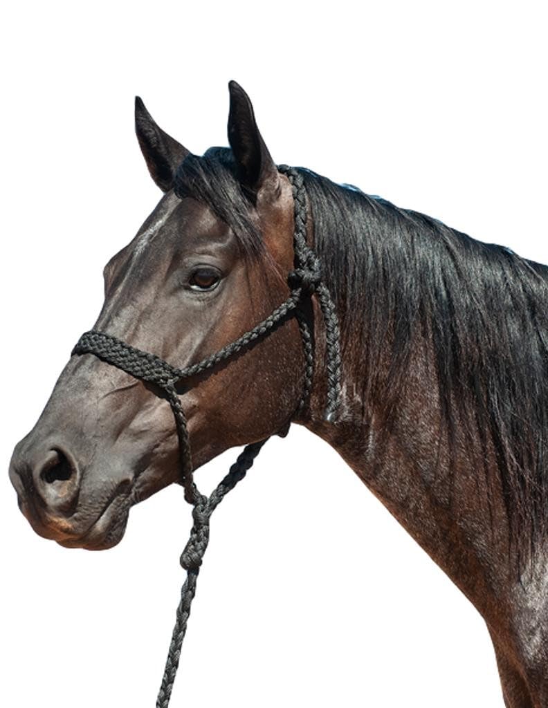 Cashel Flat Braid Halter and Leadrope