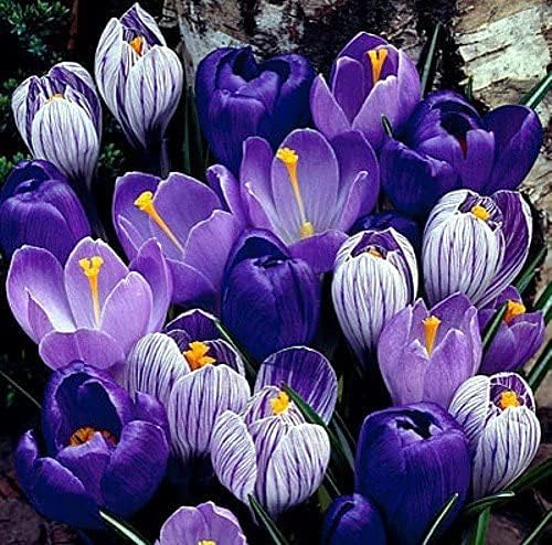 "Blue Moon" Crocus Mix - 10 Large Bulbs to Grow - Vibrant Purple and Blue Blooms. Perennial Flowers, Ships from Iowa, USA