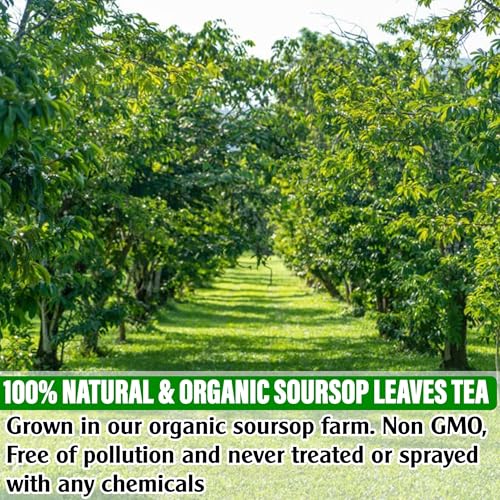 Image of KEYXE - USDA Organic Soursop Graviola Leaves Tea 50 Bags. Non-GMO Verified , 100% Organic Soursop Leaves for Digestion, Boosting Immune, Improving Sleep & Skin Health, Gluten Free, Caffein Free , Hojas De Guanabana Tea Organica, Eco-Conscious Tea Bags