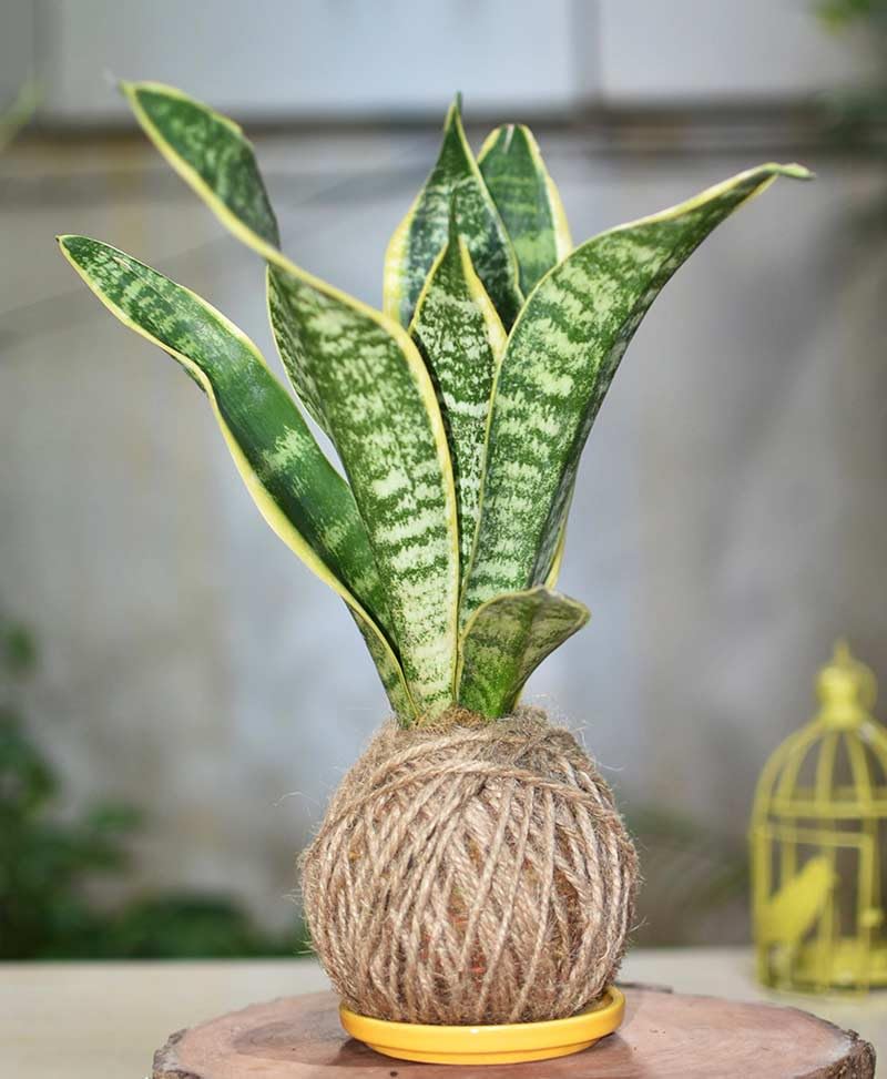 Snake plant indoor live plant without pot (pack of 1) (B0CRQCM7FR) Amazon Price History, Amazon Price Tracker