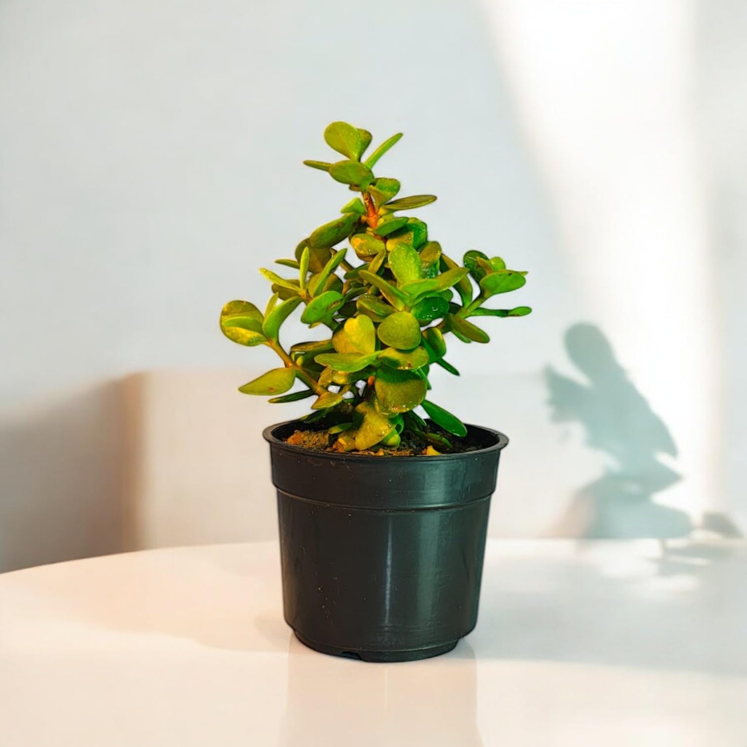 IndNursery Jade Plant Live Plant for Indoor | Crassula ovata Indoor Live Plant | Lucky Jade Plant | Pack of 1 (Without Pot)-image-46