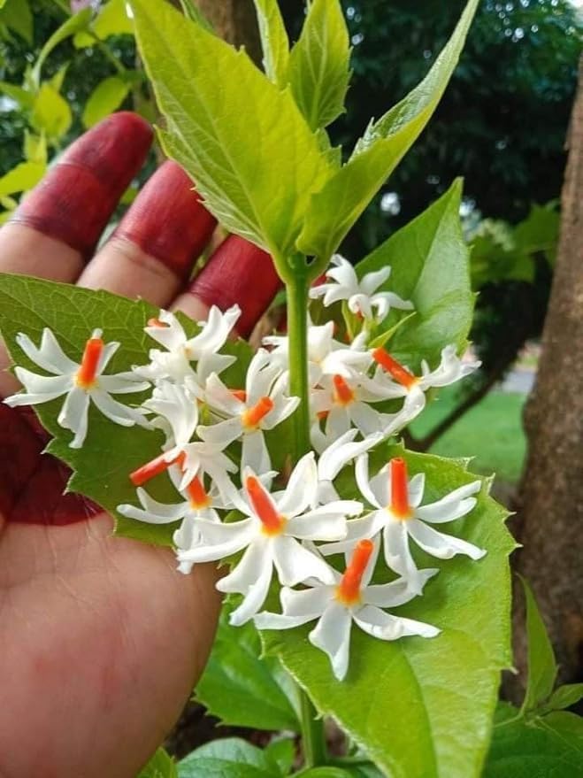 Image of All Time 12 months flowering Harsingar flower plant,Parijat /Baromasi flowering | Harsingar live Plant | Night Flowering Jasmine | Night Queen Highly Fragrant Plant (HARSINGAR FLOWER PLANT)