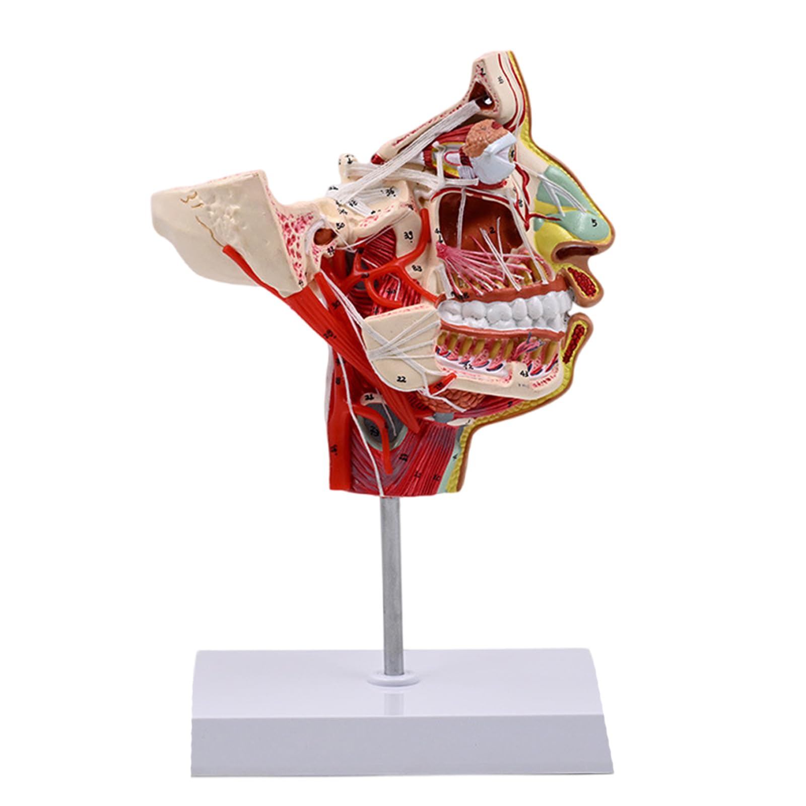 Montesy Human Chops-facials Vascular Blood Vessels Model Human Half Head Model Teaching Aid Human Anatomical Model