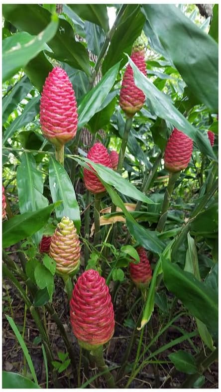 Amazon.com : 5 Zingiber Zerumbet Shampoo Ginger Rhizomes for Planting ...
