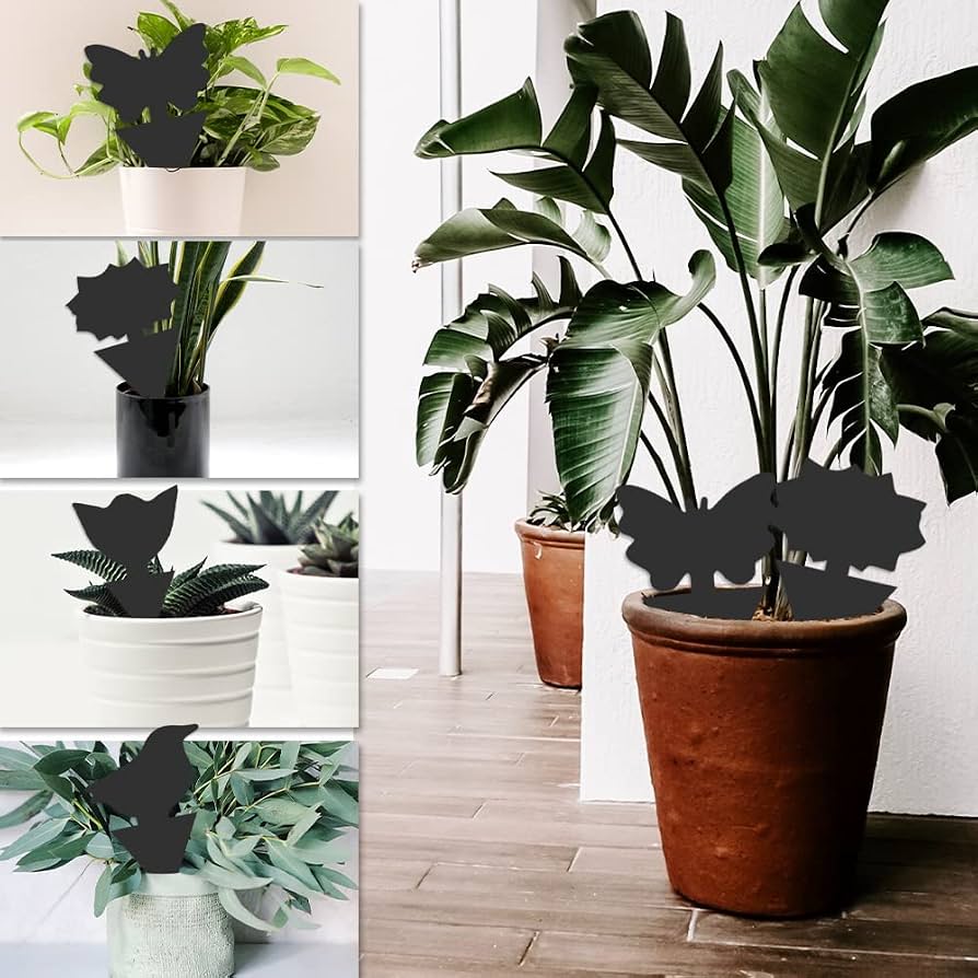 money tree size Money Tree Plant | Tropical Indoor Plants & Houseplants for Delivery