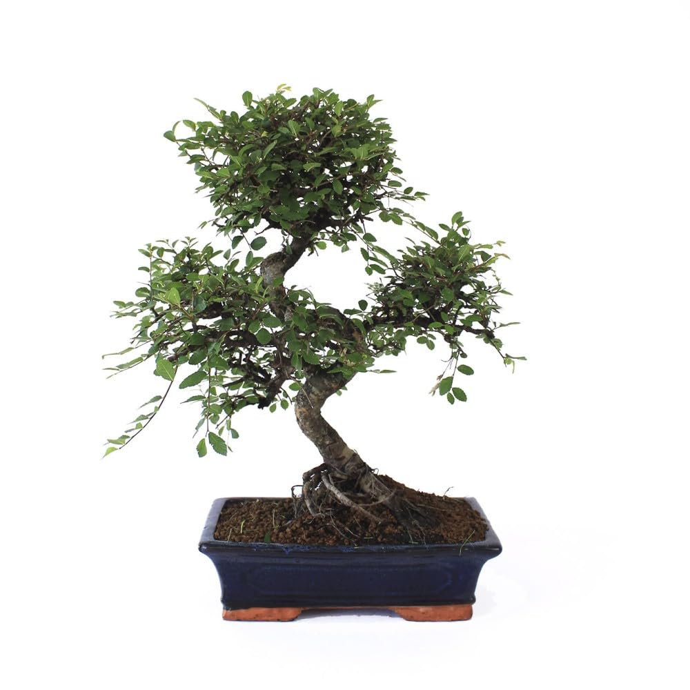 Bonsai - Olmo chino, 16 Años (Bonsai Sei - Zelkova Parvifolia)