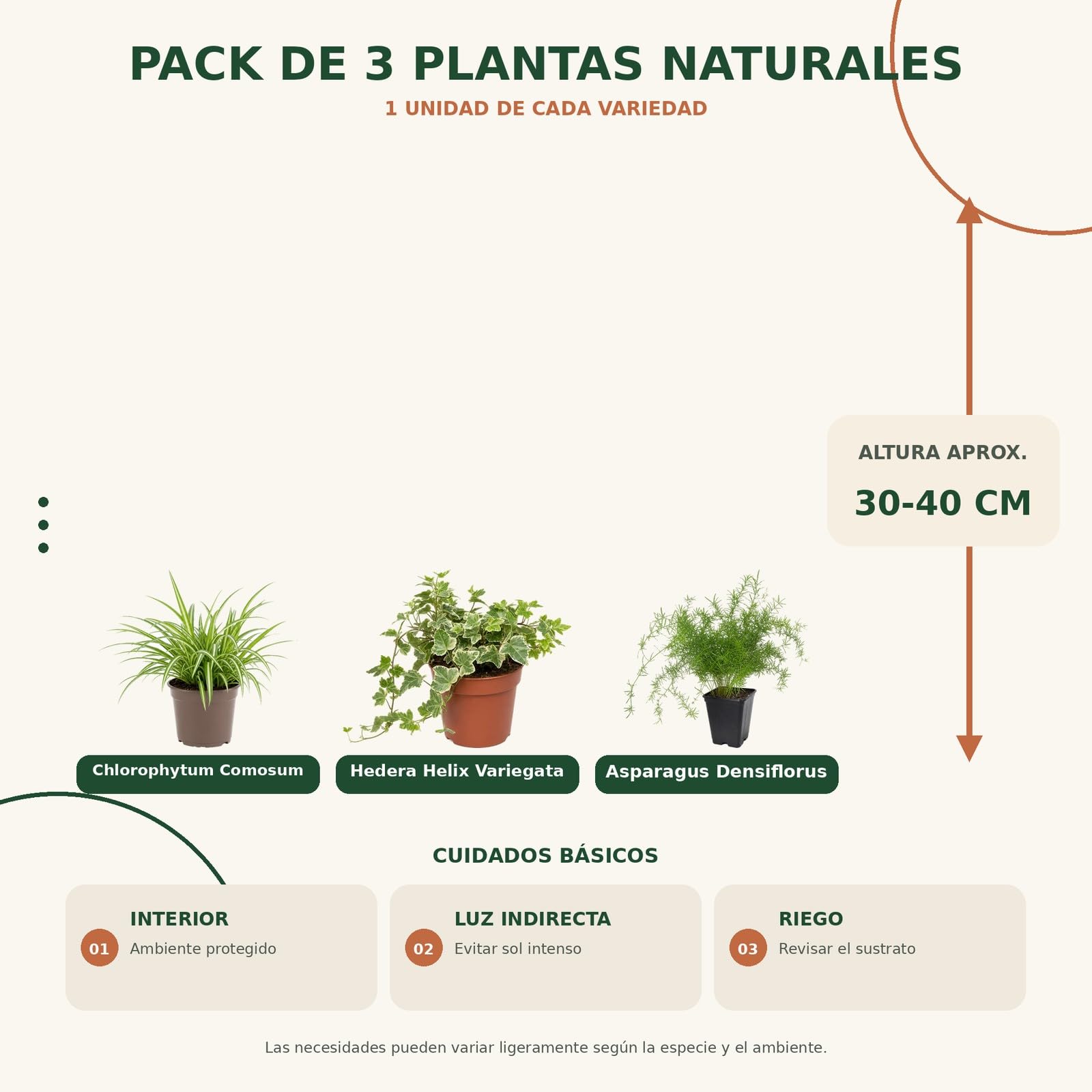DECOALIVE Pack 3 Plantas: Cinta, Hiedra Variegada y Helecho Espárrago