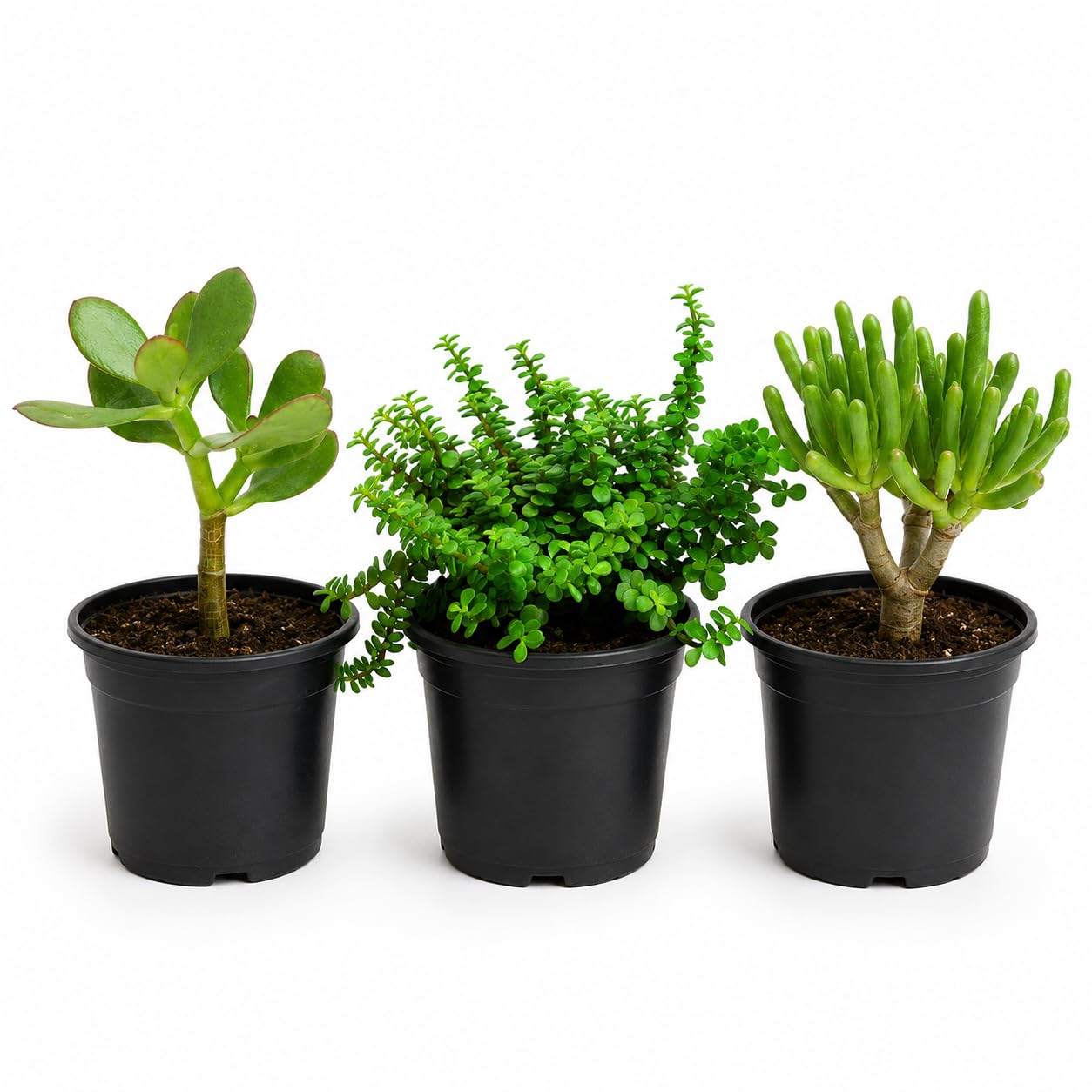 Vastu Jade Plant Combo Set of 3 | Crassula Ovata, Mini Jade & Gollum Jade Live Indoor Succulents for Home & Office Decor, Good Luck Gift-image-12