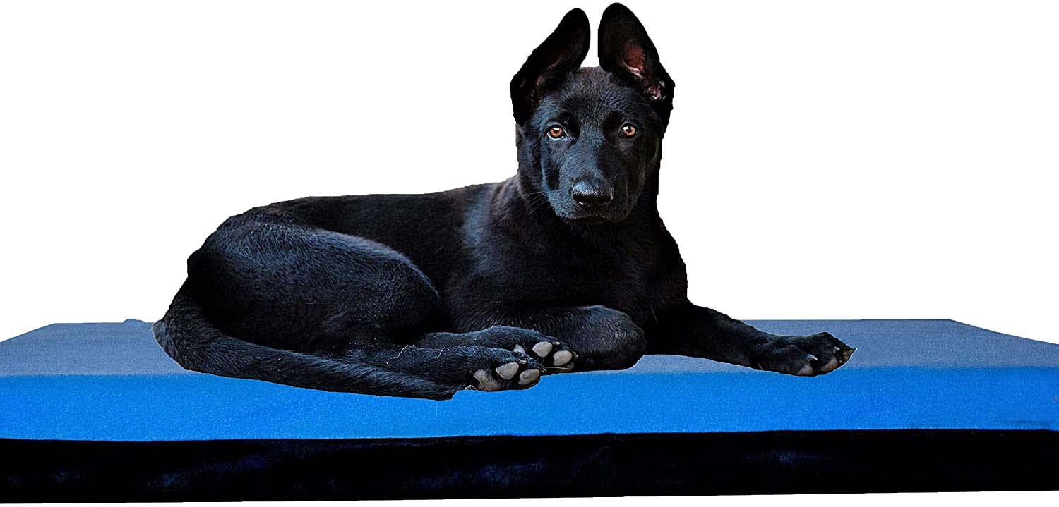 AMICA Luxurious Dog Beds Mattress with Fleece Fabric Dog and Cat Beds India (Large, Sky) (B0B37RSY34) Amazon Price History, Amazon Price Tracker