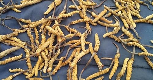 Miniatura 3 de Cordyceps salvajes, Cordyceps Sinensis entero del Himalaya Yarsha Gumba, genuino y muy raro de alto grado, aumenta la energía, YarshaGumba reduce el