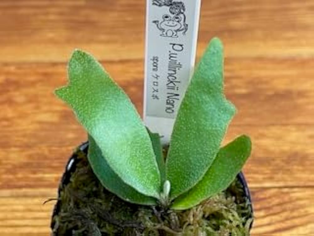 Nook氏株❗️ビカクシダ ウィリンキー Silvery Dwarf × sp.A Amazon Nook氏株❗️ビカクシダ ウィリンキー Silvery Dwarf × sp.A Amazon