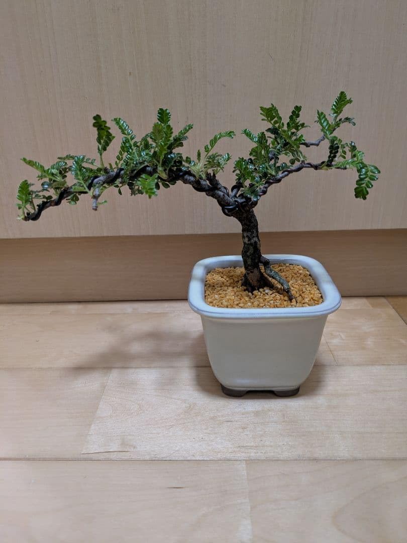 Amazon｜盆栽 磯山椒 天梅 天皇梅 イソザンショウ｜観葉植物