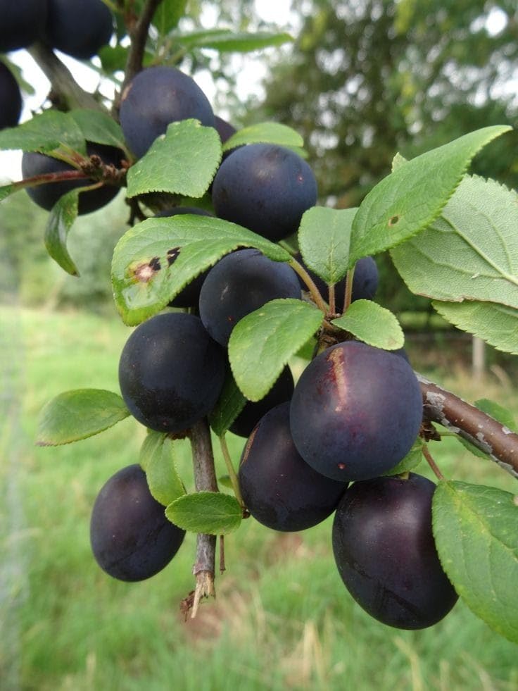 GreenWorld Special Sweet & Rare Black Daimond Aloo Bukhara Plant (Beauty Of Black),Plum Fruit Plant/(Pack Of 1) Ctting/Grafted Healthy Live Plant