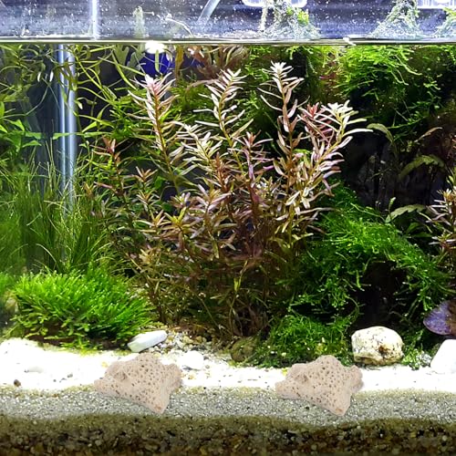 Purification et décoration d'aquarium avec graviers coralliens et pierres filtrantes - 8