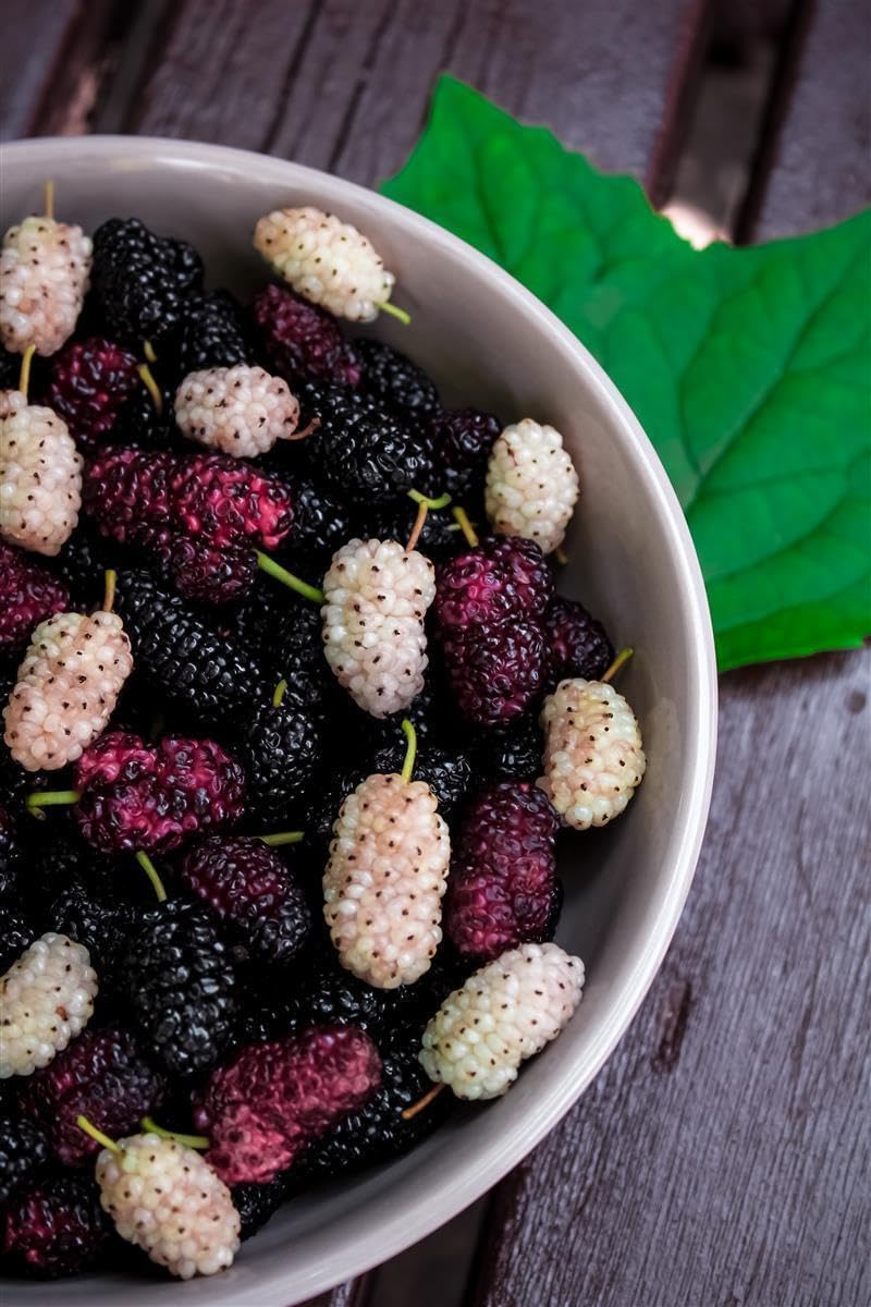 Caramanfruit Brombeeren-Frucht-Püree - 3x 1kg - süß-säuerliches Brombeer-Püree, frei von Farb- und Konservierungsstoffen, zur Herstellung von Sorbet, Früchtekuchen, Cupcakes