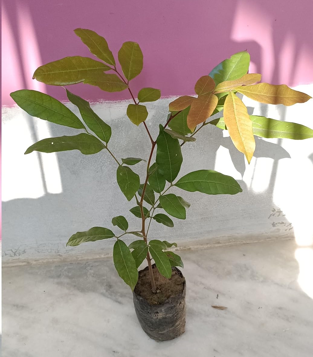 See full amazon price history chart for Chayatol Live Rare Dwarf Longan Fruit Plant, Thailand Variety Healthy Live Plant with Complementary Inorganic Fertilizer and special two layer pacaging. Chayatol Live Rare Dwarf Longan Fruit Plant, Thailand Variety Healthy Live Plant with Complementary Inorganic Fertilizer and special two layer pacaging. (B0D6VNPRTV) Amazon Price History, Amazon Price Tracker