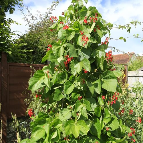 Semillas de frijol de enrame orgánicas, semillas de frijol semillas de plantas de flores de verano plantas en macetas jardín de hierbas Plantas vegetales variedades antiguas de 100pcs
