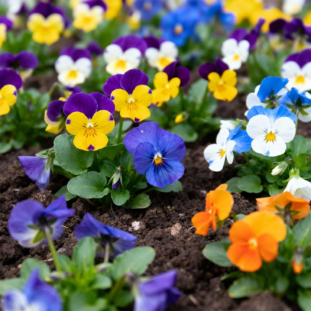Viola Chicky Chicks Seeds โ Colourful Blooms for Much of the Year โ Hardy Perennial โ for Your Beautiful Garden