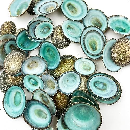 Amazon.com: PEPPERLONELY 25 PC Natural Green Donkey Ear Abalone Sea ...