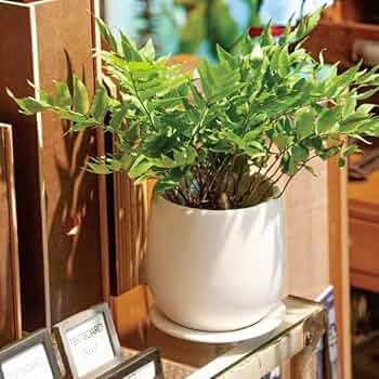 61vWOq8IU-L._AC_UF350,