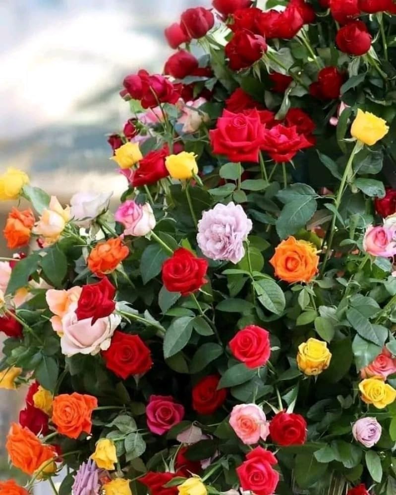 Natura GreenHouse Original Hybrid Grafted Rose Plant Any Color Pack Of 1 Plant Height 1-1.5 FT (B0CN1CBN5N) Amazon Price History, Amazon Price Tracker