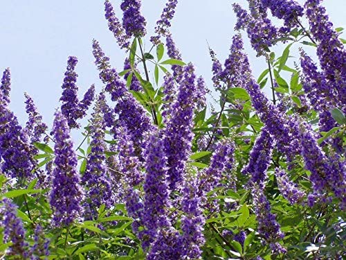 Chaste Tree | 3 Live Plants | Texas Lilac Shoal Creek Vitex Agnus Castus | Purple Flowering Lilac Shrub #TOP6
