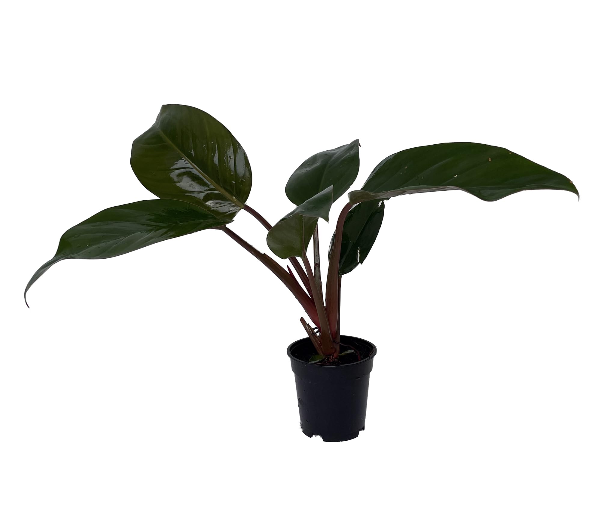 Amazon.com : Rare Black Cardinal Philodendron 4" Pot - Easy Grow House  Plant - Collector's : Patio, Lawn & Garden