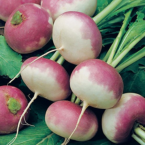 GARDEN SEEDS TURNIP PURPLE TOP SEEDS (AVG 3050) SEEDS X 10 PACKET