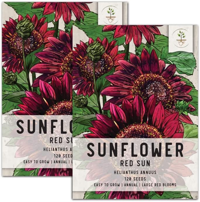 Seed Needs, Red Sun Sunflower (Helianthus annuus) Twin Pack of 120 Seeds Each - Heirloom & Open Pollinated