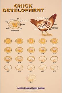 Chick Development Chart