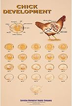 Chick Development Chart - Illustrates Daily Changes In Development Of Chick Embryo