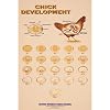 Chick Development Chart - Illustrates Daily Changes In Development Of Chick Embryo