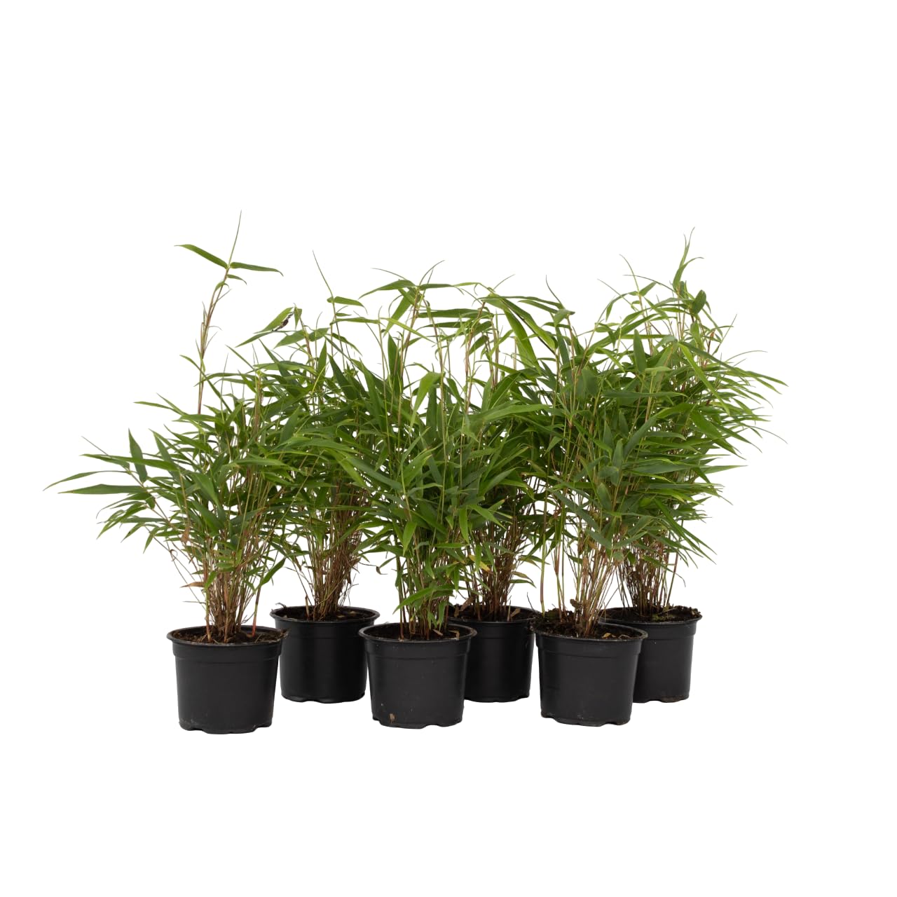 Plant in a Box - Fargesia Rufa - 6er Set - Bambus Pflanze - Nicht invasiv -  Grner Bambus - Winterhart - Topf 13cm - Hhe 25-40cm : Amazon.de: Garten