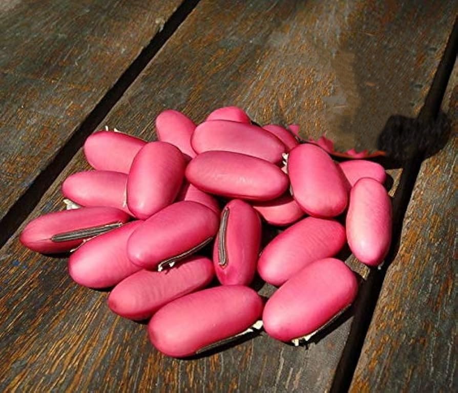 Sword bean/Mousim seeds (10 per packet) 2