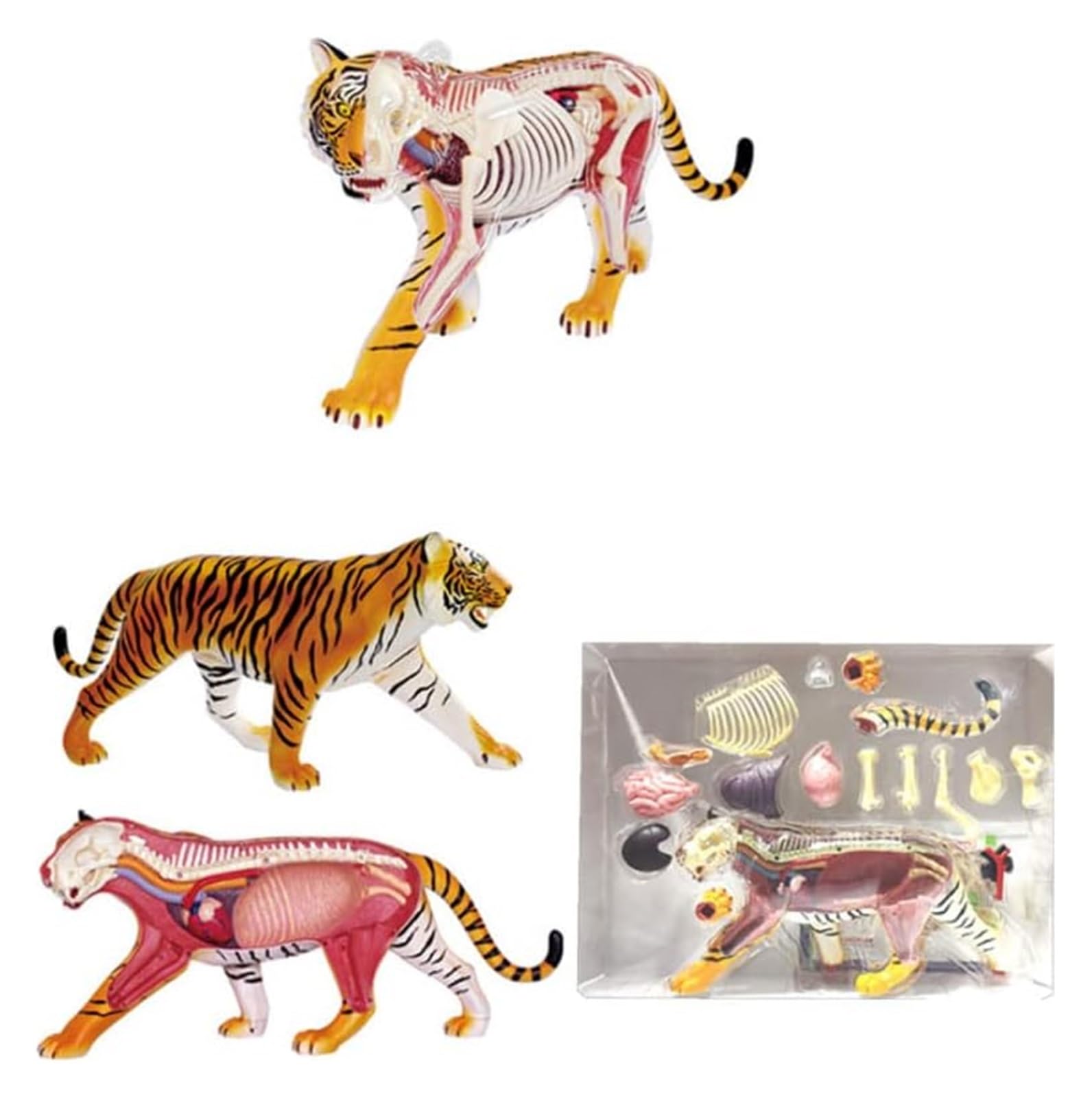 Amazon.co.jp: 人体解剖モデル トラの動物の解剖学モデル生物学的