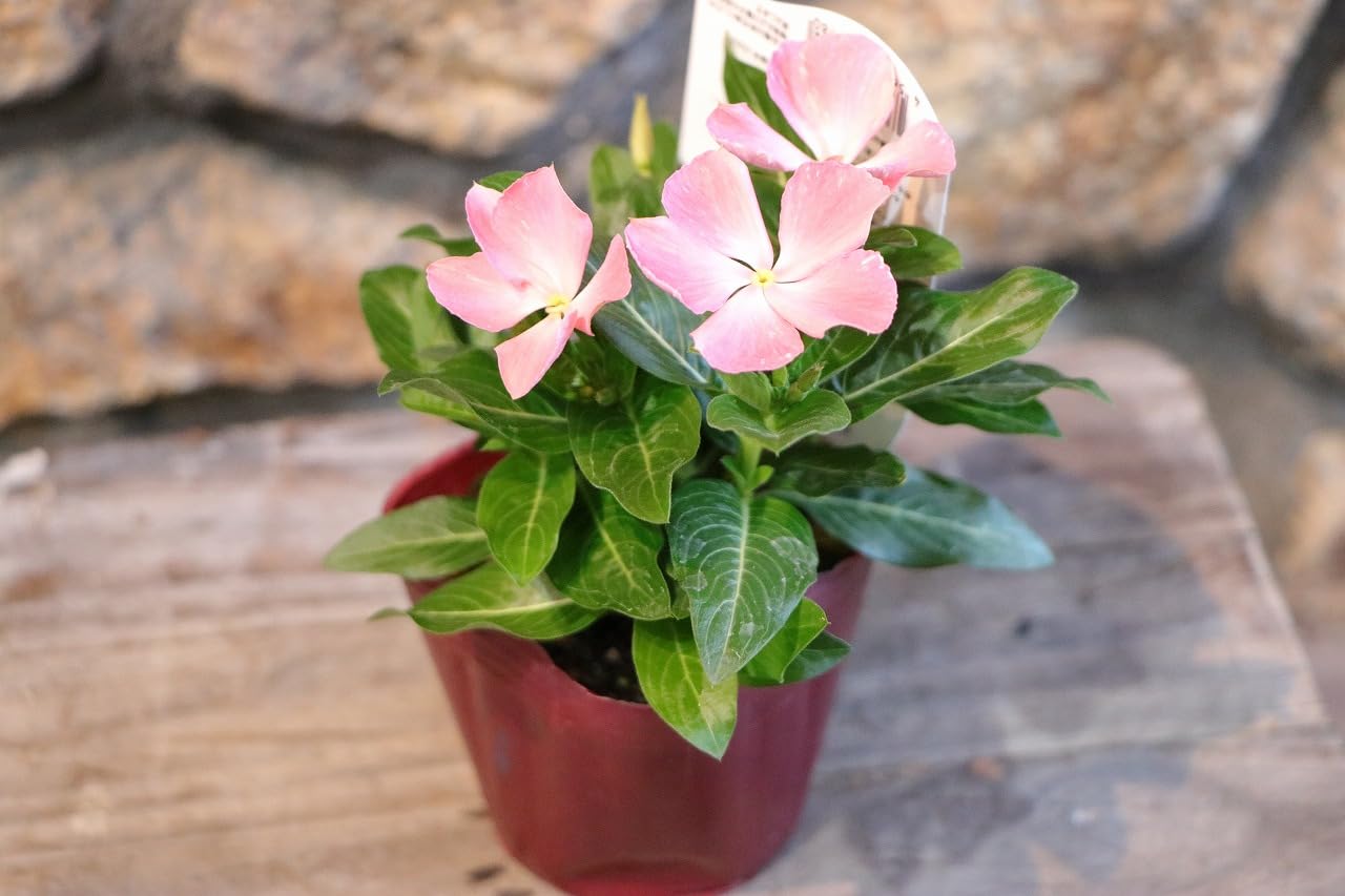 Amazon.co.jp: ニチニチソウ 紅ざくら 3号ポット苗 1株販売 ビンカ