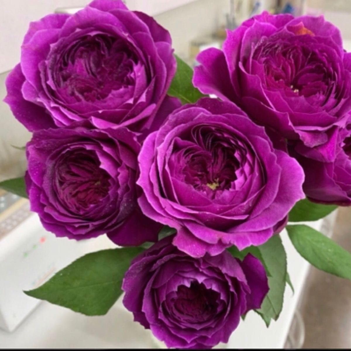 レア‼️ 切り花品種 薔薇 ボンヌ」切り花品種バラ苗 レアバラ レア切花