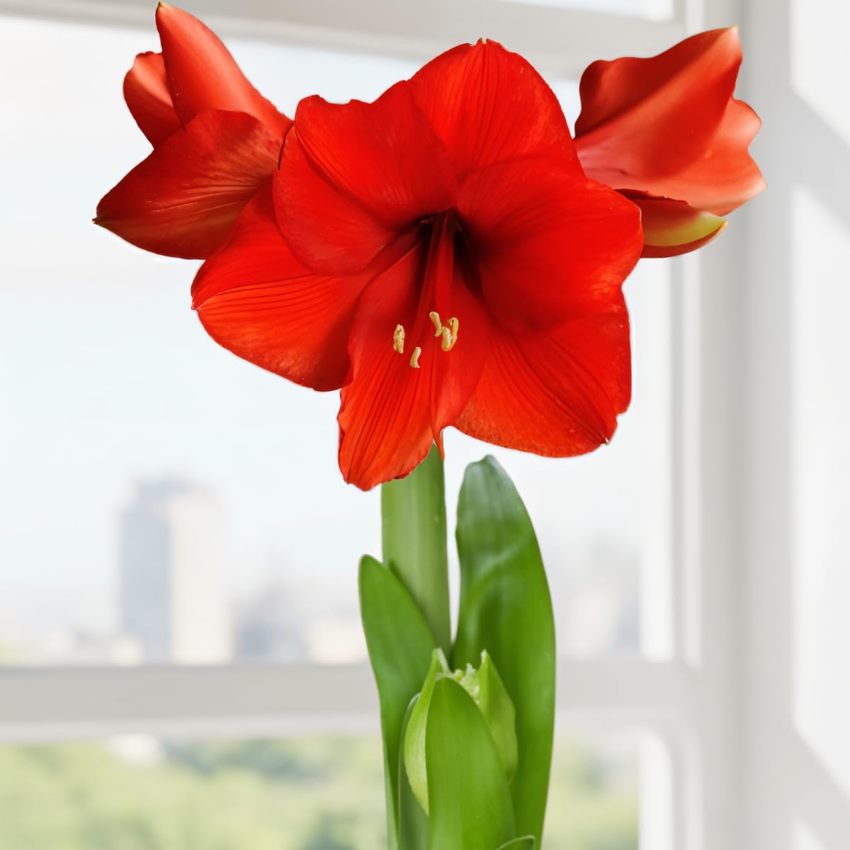 Amaryllis White Passion Bol, 1 bol in groot formaat 26/30, Exclusieve bloembollen, planten en bloemen uit Nederland, Echte Hippeastrum knollen (geen zaden, niet in was en niet kunstmatig Amaryllis White Passion Bol, 1 bol in groot formaat 26/30, Exclusieve bloembollen, planten en bloemen uit Nederland, Echte Hippeastrum knollen (geen zaden, niet in was en niet kunstmatig