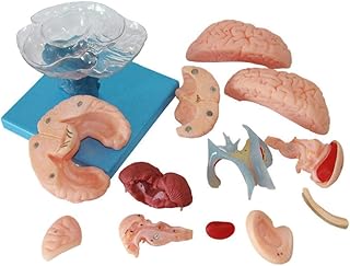 Anatomy Model, Assembly Educational Model Detachable Cerebellar Model Human Brain Anatomical Model Disassembled Anatomical PVC Human Brain Model for School,Education for Medical Demonstration