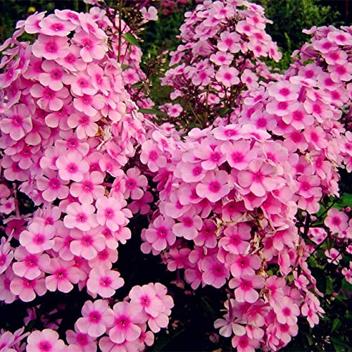 Phlox-Blumensamen 100Pcs; Color 6 : Seeds Only
