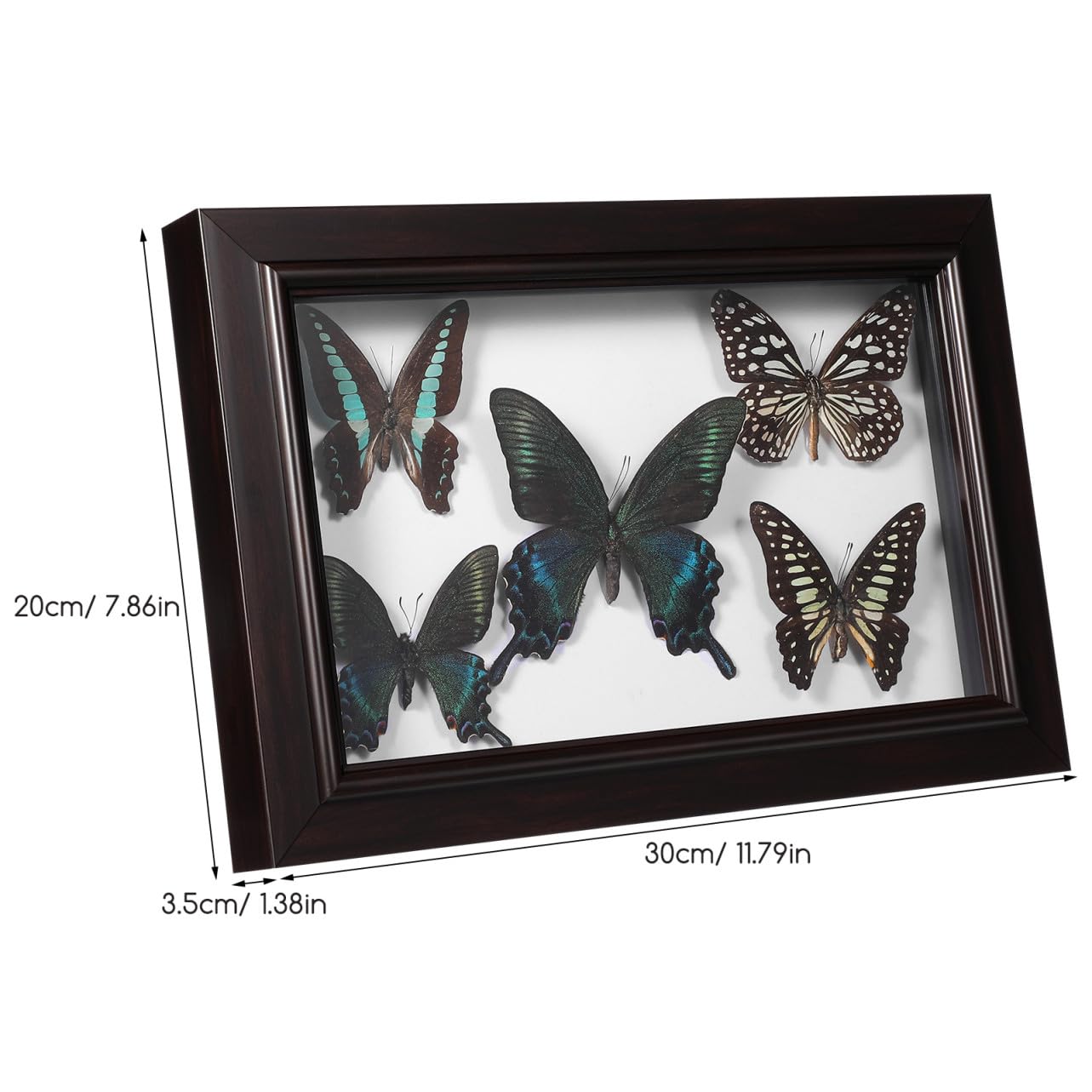 KOMBIUDA Marco de Madera para Mariposas con Espécimen Real, Decoración de Pared y Escritorio, Accesorio para Fotografía, Adecuado para Coleccionistas y Decoración de Sala de Estar