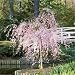 Produktbild Samen-Paket Nicht Pflanzen: 40 PINK Weeping Cherry Seeds * Garden YARDSeedS Seeds Blooms