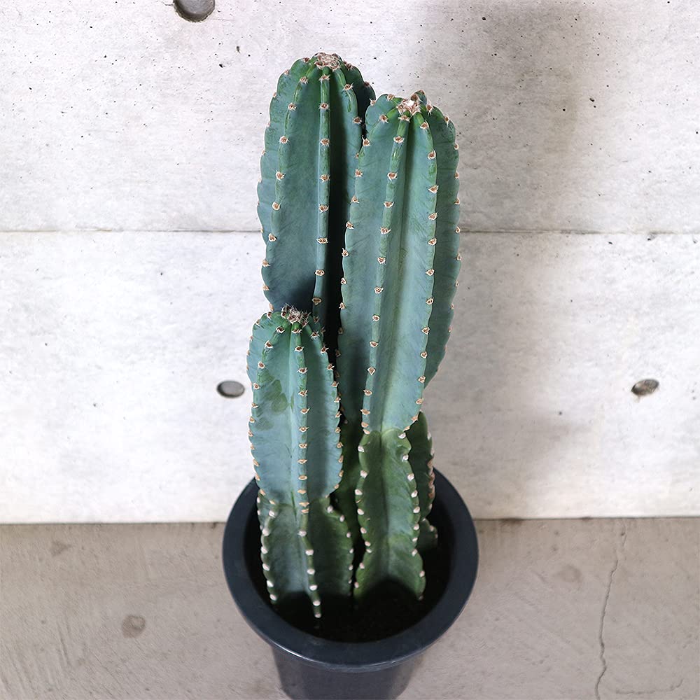 ＩＴＡＮＳＥ 柱サボテン